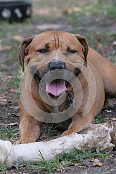 Big pit bull terrier with a bone