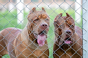 A big pitbull in a steel cage, a scary-looking dog. But the truth is, the pitbull is playful, docile and loves its owner, and has