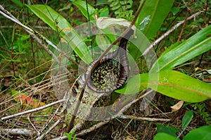 Big pitcher Nepenthes rafflesiana in natural habitat