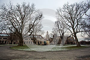 Big plane tree in Dresden, Saxony, Germany