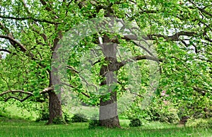 Big plane trees