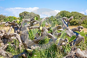 Sick plant cactus opuntia ficus-indica in countryside photo