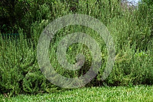 Big plant of rosemary in a garden with green grass