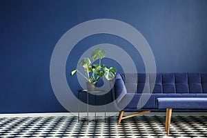 Big plant on a stool next to a comfy couch and checkered tiles s photo