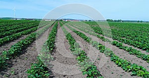 Big plantation of strawberries, strawberry field, large well-kept strawberry field