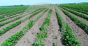 Big plantation of strawberries, strawberry field, large well-kept strawberry field