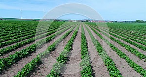 Big plantation of strawberries, Strawberry field, Large well-kept strawberry field