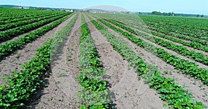 Big plantation of strawberries, Strawberry field, Large well-kept strawberry field