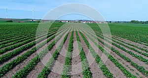 Big plantation of strawberries, Strawberry field, Large well-kept strawberry field