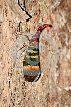 Big planthopper on the tree (Pyrops karenia) photo
