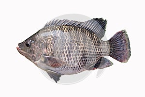 Big plentiful fat tilapia fish isolated on white background photo