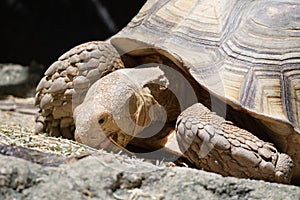 A big Ploughshare Tortoise feeding on some green vegetables