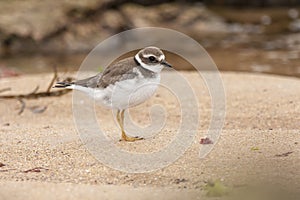 Big plover  Charadrius hiaticula  , at the beach