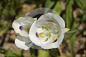 Big-pod Mariposa Lily photo