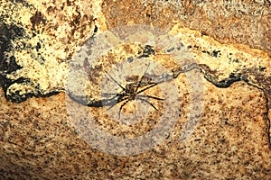 A Big Poisonous Spider inside Khamin Cave. Suratthani Thailand.