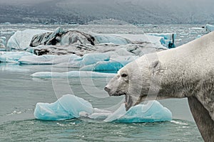 Big polar bear is crying with open mouth in front of melting sea ice with blue icebergs in a subpolar region, summer with global photo