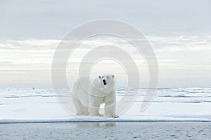 Big polar bear on drift ice edge with snow a water in Arctic Svalbard photo