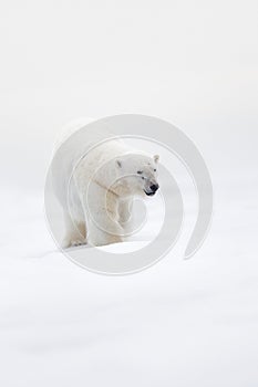 Big polar bear on drift ice with snow, clear white photo, big animal in the nature habitat, Svalbard, Norway