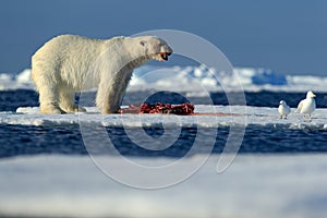 Big polar bear on drift ice with snow feeding kill seal, skeleton and blood, Svalbard, Norway