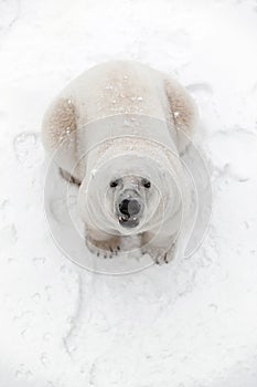 Big polar bear in the snow, look predator