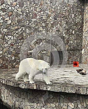 Big polar bear in the zoo photo