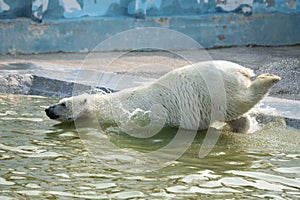 A big polar white bear jumping into the water