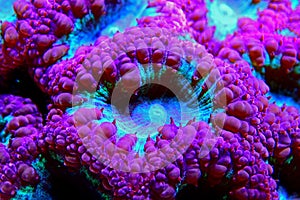 Big Polyp Blastomussa LPS Coral - Blastomussa wellsi