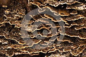 Big polypore brown natural texture
