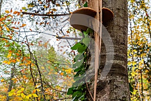 Big polypore mushroom on the stem of poplar tree