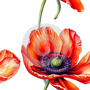 big poppy flower head watercolor drawings in seamless pattern with transparent background.