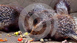Big porcupine eating vegetables at the zoo, Ukraine