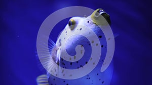 Big Porcupine Puffer Fish swimming in tropical salt water. Underwater world with cute blowfish or balloonfish swim among