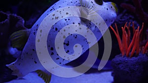 Big Porcupine Puffer Fish swimming in tropical salt water. Underwater world with cute blowfish or balloonfish swim among