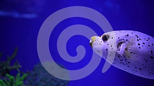 Big Porcupine Puffer Fish swimming in tropical salt water. Underwater world with cute blowfish or balloonfish swim among