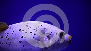 Big Porcupine Puffer Fish swimming in tropical salt water. Underwater world with cute blowfish or balloonfish swim among