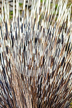 Big porcupine quills photo