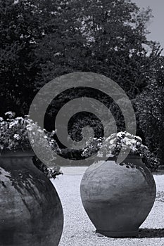 Big pots of flowers in exotic garden