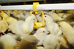 Big poultry rearing farm photo