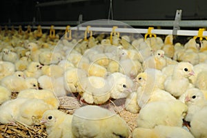Big poultry rearing farm photo