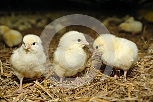 Big poultry rearing farm