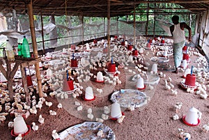 BIG POULTRY REARING FARM