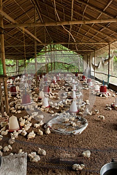 BIG POULTRY REARING FARM