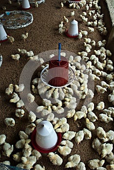 BIG POULTRY REARING FARM