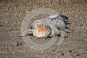 A Big and Powerful Alligator or Crocodile Displays Open Mouth, Revealing Formidable, Sharp Teeth and Deep Throat