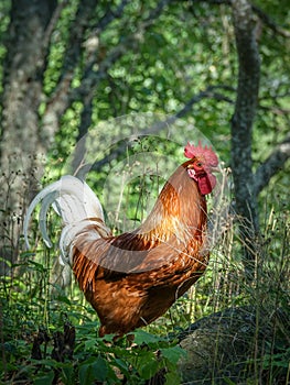 A big, proud rooster in a green forest