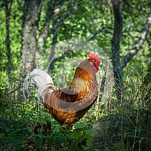 A big, proud rooster in a green forest