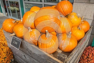 Big Pumkins