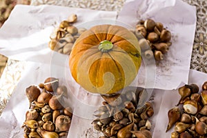 Big Pumpkin in an autumn country fair