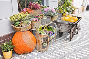 Big pumpkin in front of the flower shop. Halloween and Thanksgiving autumn decoration