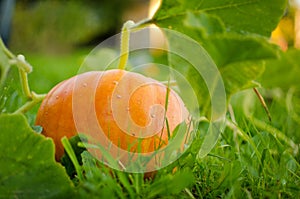 Big pumpkin in green garden